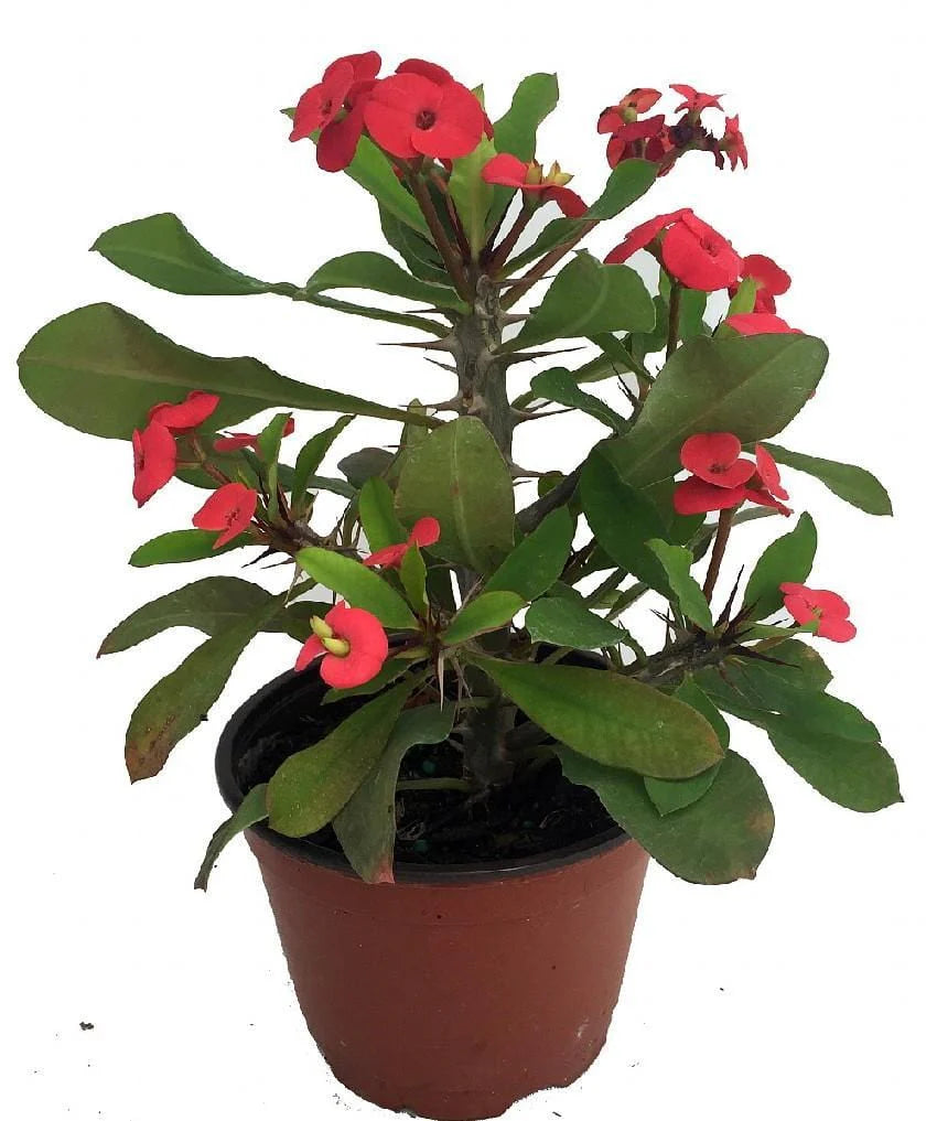 Christ Plant-Euphorbia Milii(Height 30 cm)