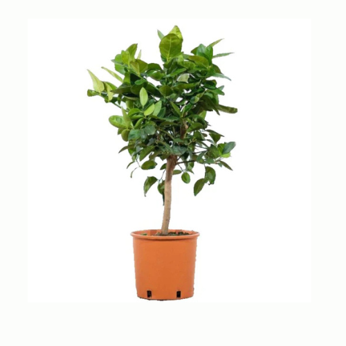 Citrus Aurantifolia Tree “Citrus Omani”