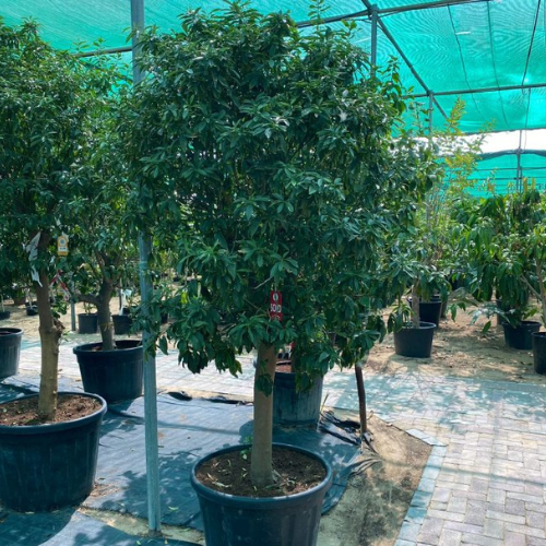 Citrus Fortunella margarita Tree “Kumquat”