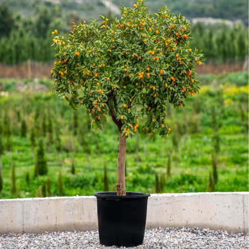 Citrus Fortunella margarita Tree “Kumquat”