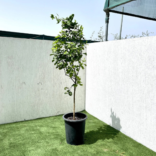 Citrus Lemon Spain “Lemon Tree”