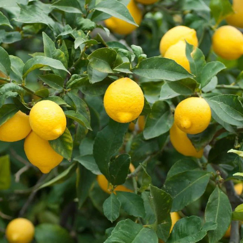 Citrus Lemon Spain “Lemon Tree”