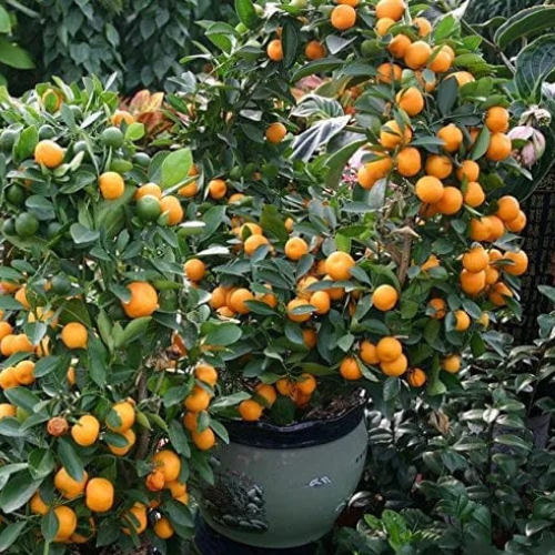 Citrus Mitis / Chinese Oranges 