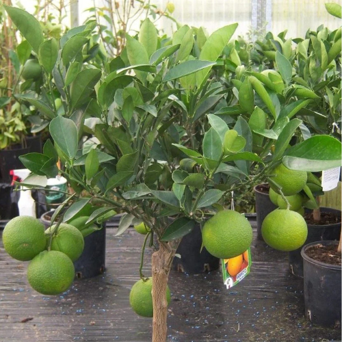 Citrus Tree “Orange Sinensis Spain