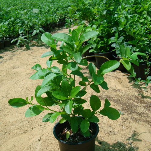 Clerodendrum Inerme (Wild Jasmine)