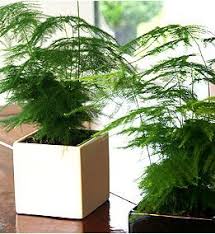 Climbing Asparagus Plant