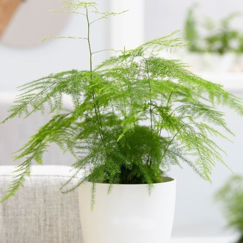 Climbing Asparagus Plant