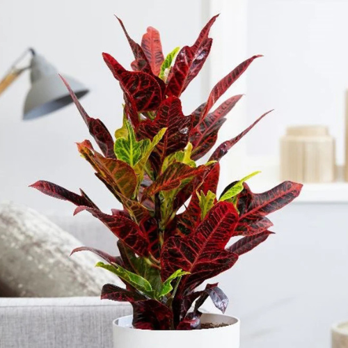 Codiaeum Variegatum Indoor Plant