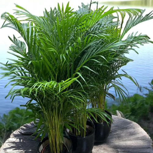 areca vs cat palm Combo: 3 Areca Palm Plants 120cm (Air-Purifying Highlight) – Royal Plantscape Garden
