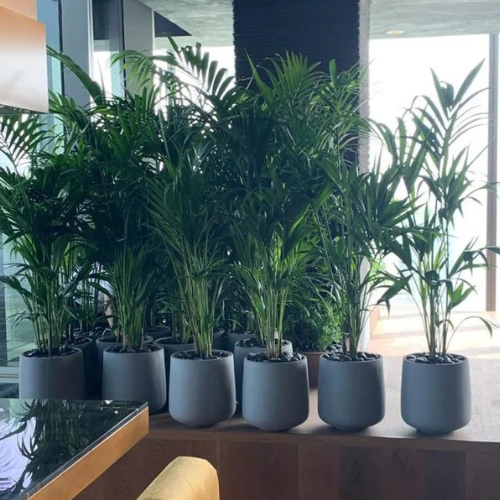Combo Plants Bundle – 14 Premium Areca Palms in Ceramic Pots (90–120 cm)
