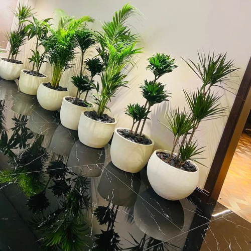 Combo Plants Bundle of 7 Pieces in Ceramic Pots 