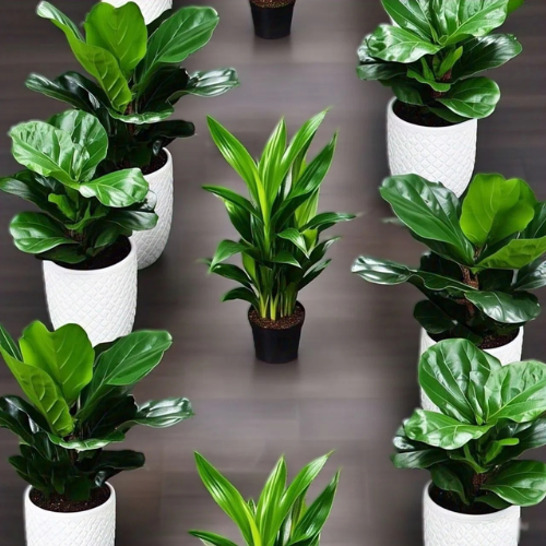 Combo Plants Bundle of 8 Pieces | 2 Aspidistras and 6 Small Fiddle Leaf Figs
