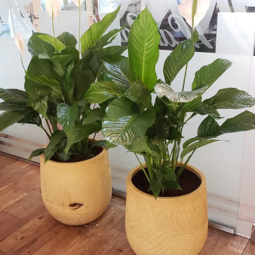 Combo Set- 2 | Spathiphyllum Peace Lily – 90cm With Premium Fiberglass Pots 
