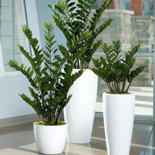 Combo Zamioculcas Plant Set – 3-Piece Indoor Elegance in Ceramic Pots
