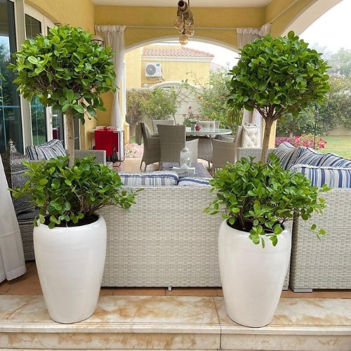 Combo of 2 Ficus Panda Plants in Ceramic Pots– Outdoor Plants