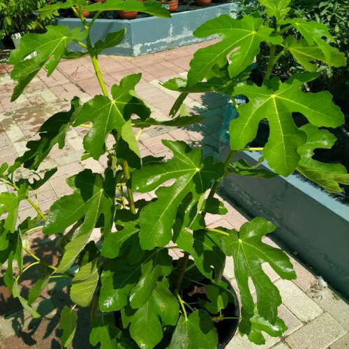 Common Fig-Ficus Carica