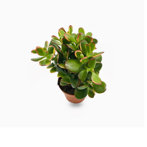 Crassula Ovata Or Dollar Plant 
