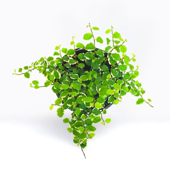 Ficus Pumila- Creeping Fig plant