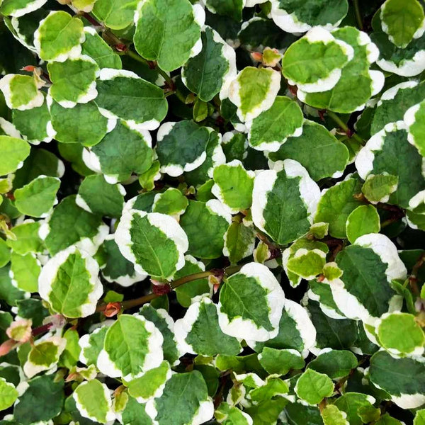 Ficus Pumila- Creeping Fig plant – Royal Plantscape Garden