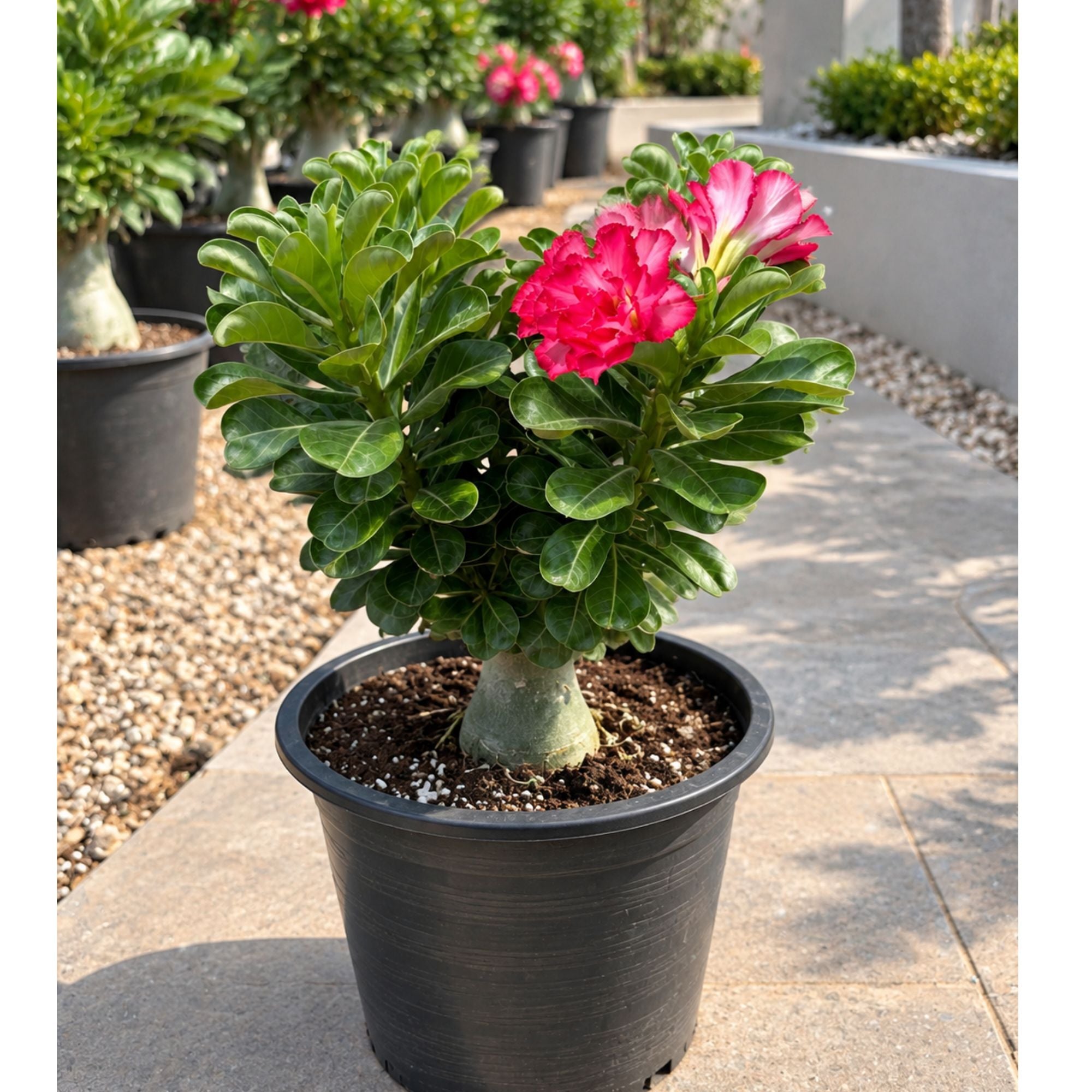 Desert Rose