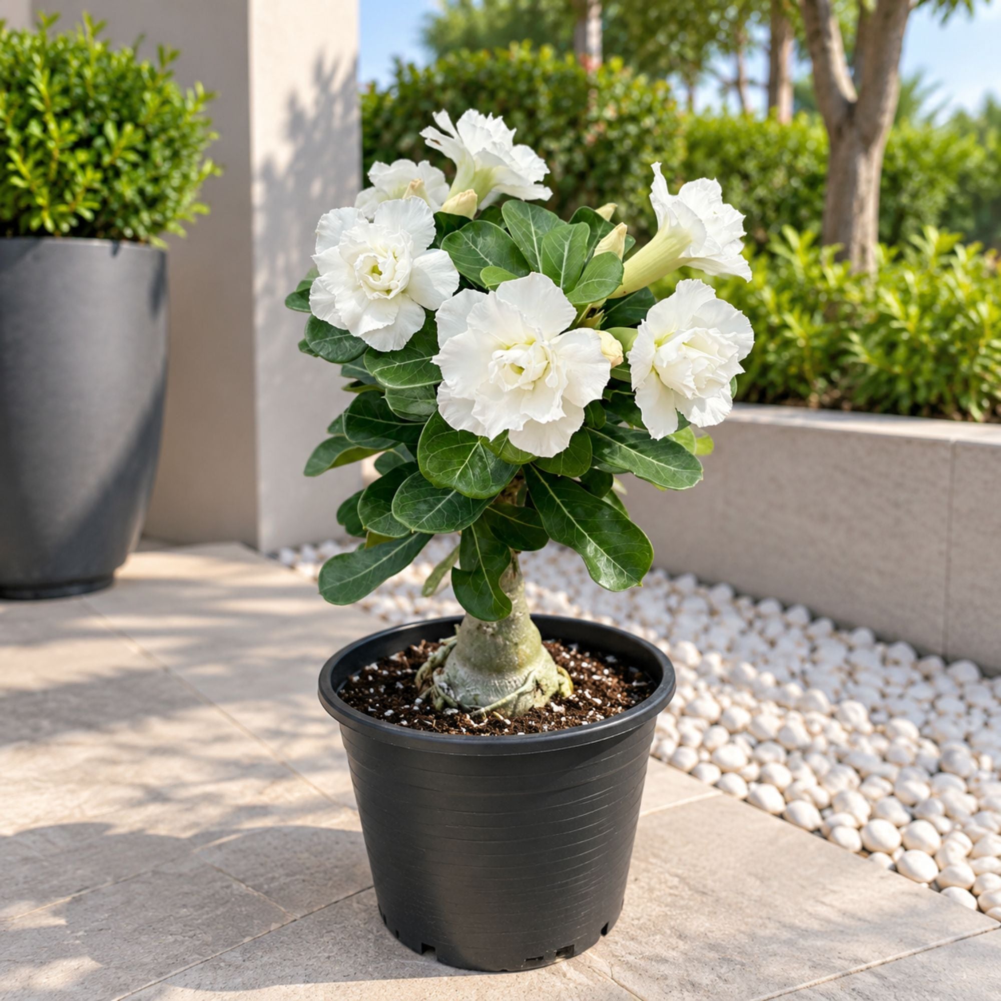 Desert Rose Flowering Plant White
