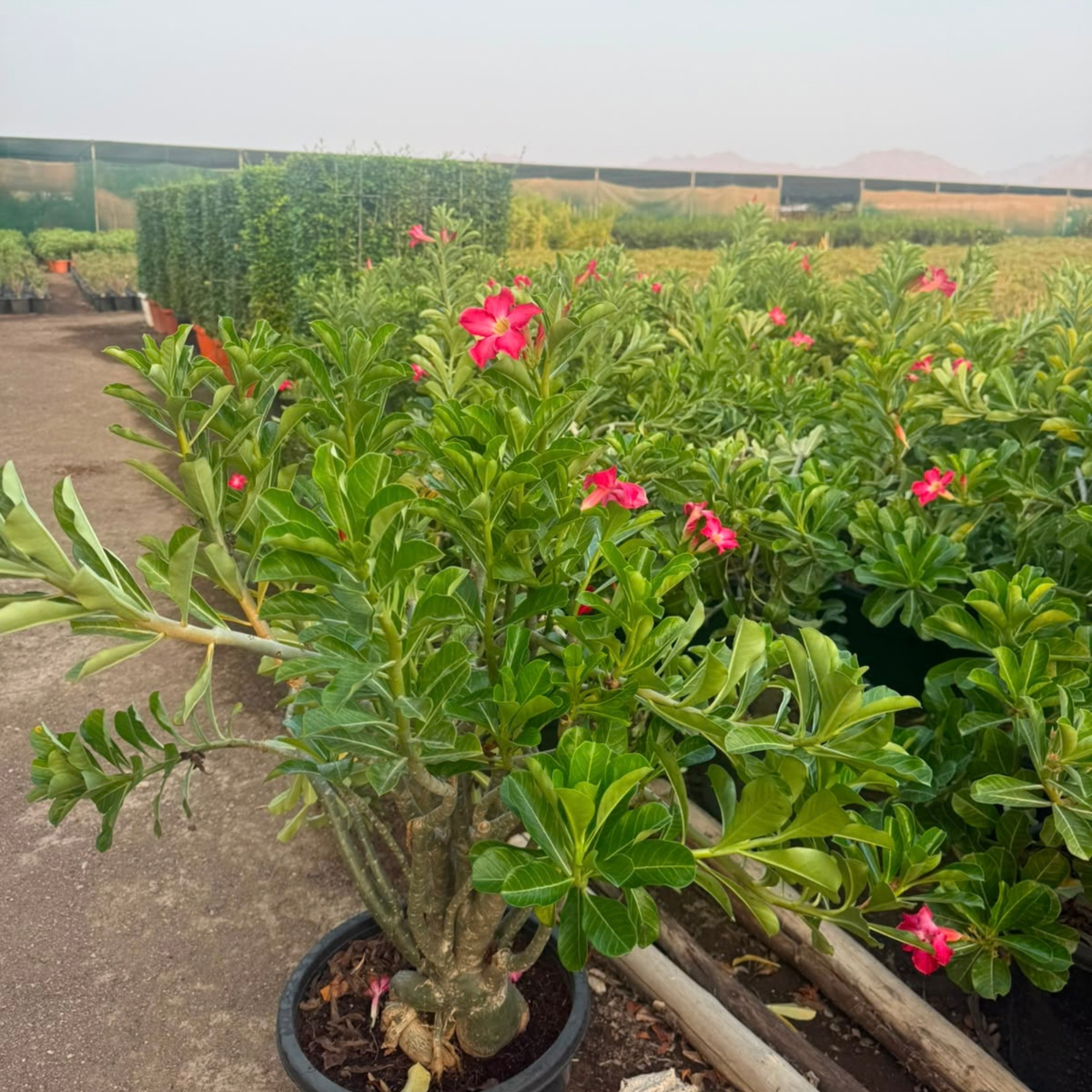 Desert Rose Plant (Adenium Obesum)