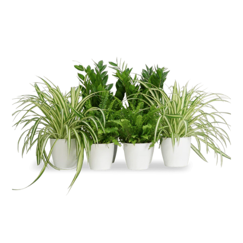 40cm indoor plant pot Desk Plant Set in Ceramic Pots