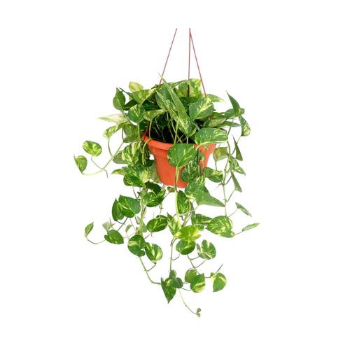 devils ivy money plant Devil's Ivy Pothos