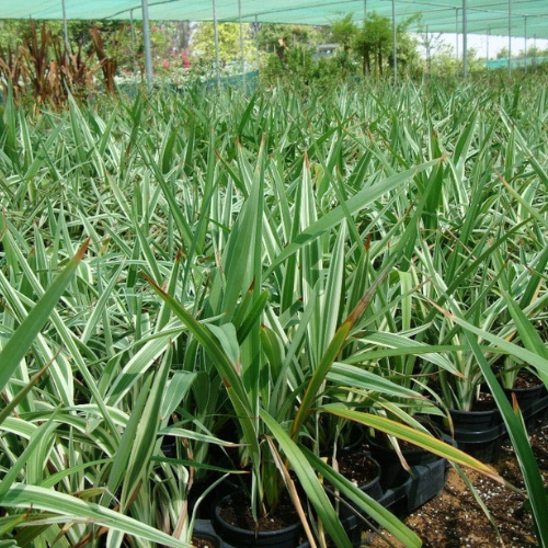 Dianella tasmanica “Variegata” or Tasman Flax-lily