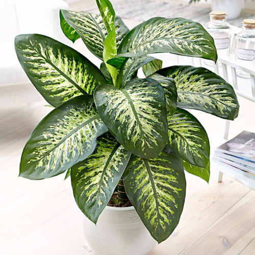 dieffenbachia seguine toxic Dieffenbachia Seguine