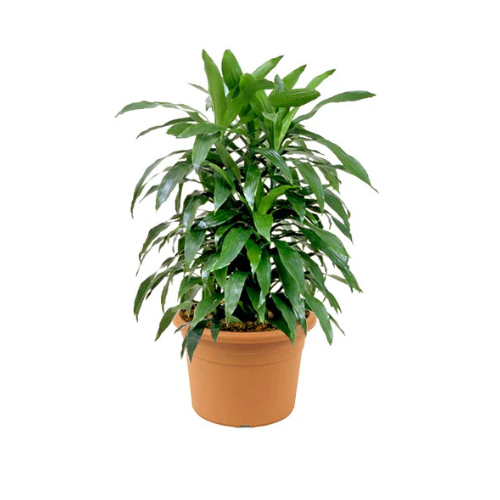 art dracaena Dracaena Art Air Purifying Plant – Royal Plantscape Garden