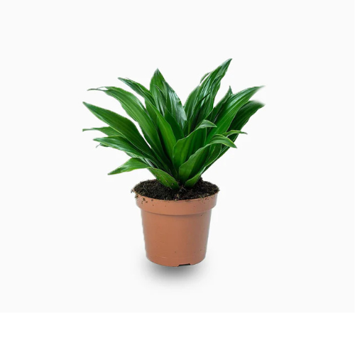 Dracaena Compacta Plant