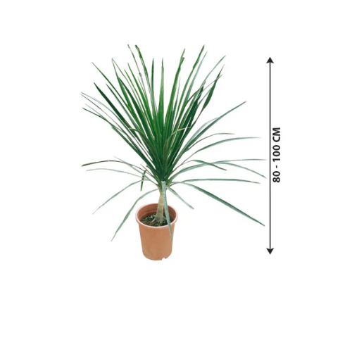 Dracaena Draco – Single Stem in Dubai