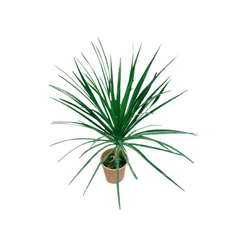 Dracaena Draco – Single Stem in Dubai
