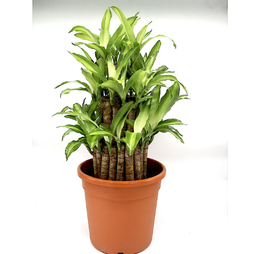 dracaena fragans massangeana Dracaena Fragrans “Massangeana 3 Steps”