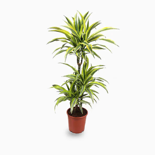  Dracaena Fragrans Golden Coast