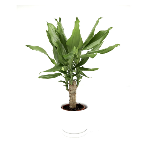 Dracaena Fragrans Green Mini