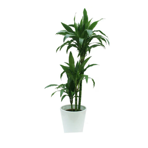 dracaena janet craig indoor plant Dracaena Janet Craig Plant – Royal Plantscape Garden