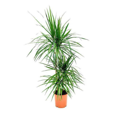 dracaena marginata yucca Dracaena Marginata 3PP Tall Indoor Air-Purifying Plant – Royal Plantscape Garden