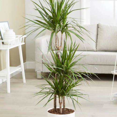 Dracaena Marginata Indoor Plant