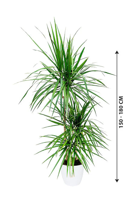 dracaena air Dracaena Marginata 3PP Tall Indoor Air-Purifying Plant – Royal Plantscape Garden