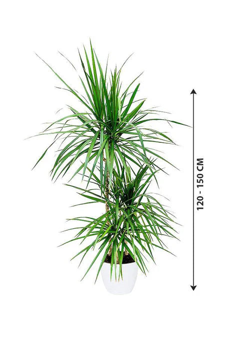 artificial dracaena marginata Dracaena Marginata 3PP Tall Indoor Air-Purifying Plant – Royal Plantscape Garden