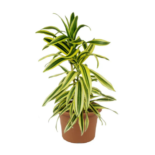 dracaena reflexa indoor plant Dracaena Reflexa
