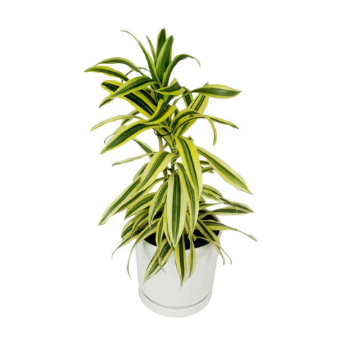 song of india plant indoor or outdoor Dracaena Reflexa