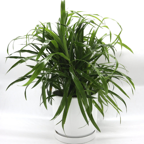 Dracaena Sanderiana Green 25-30cm