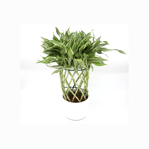 planta dracaena sanderiana Dracaena Sanderiana