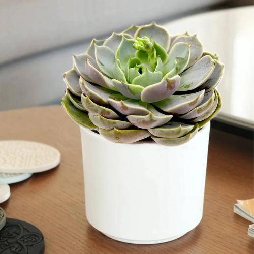 Echeveria Succulent 5-7cm