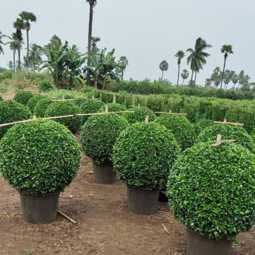 Ehretia Microphylla - Fukien Tea Tree