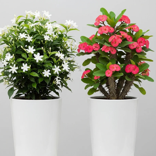 Euphorbia Milii Indoor Plant Bundle of 2