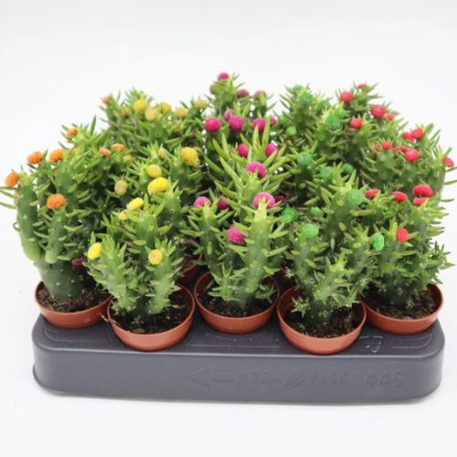 Eve’s Pin Cactus – 5–8cm | Opuntia Subulata